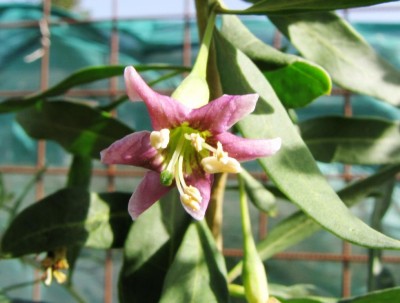 IMG_0727.JPG (71.75 KiB) Osservato 662 volte IMG_0727.JPG