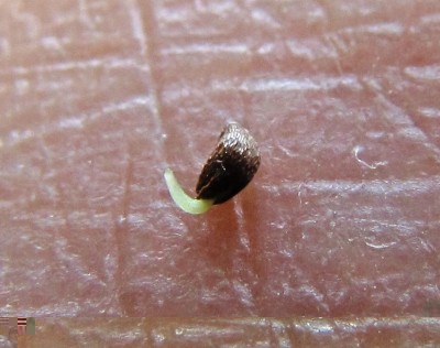 IMG_0733.JPG (235.18 KiB) Osservato 1326 volte IMG_0733.JPG