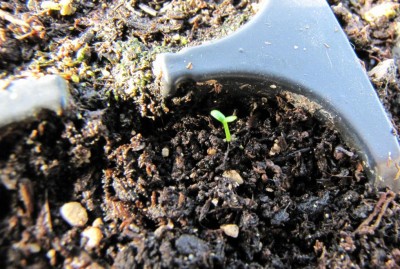 IMG_0736.JPG (145.67 KiB) Osservato 1296 volte IMG_0736.JPG