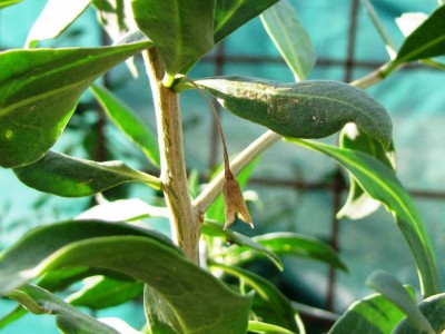 IMG_0747.JPG (95.42 KiB) Osservato 843 volte IMG_0747.JPG