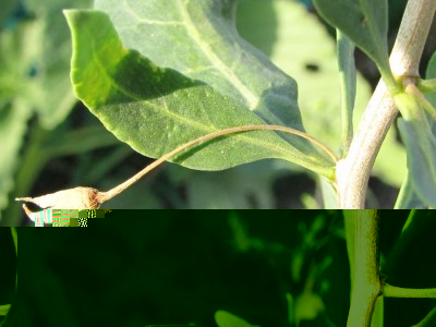 IMG_0750.JPG (78.82 KiB) Osservato 843 volte IMG_0750.JPG