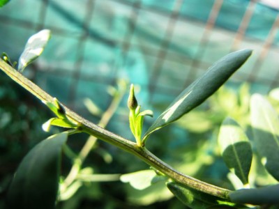 IMG_0751.JPG (64.85 KiB) Osservato 843 volte IMG_0751.JPG