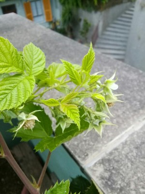 IMG_20170813_191021_1-1836x2448.jpg (79.67 KiB) Osservato 729 volte IMG_20170813_191021_1-1836x2448.jpg