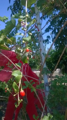 WP_20170817_001.jpg (91.33 KiB) Osservato 658 volte WP_20170817_001.jpg