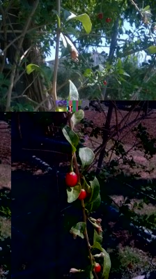 WP_20170817_002.jpg (94.62 KiB) Osservato 658 volte WP_20170817_002.jpg