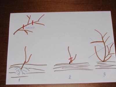 IMG_1329.JPG (56.4 KiB) Osservato 696 volte IMG_1329.JPG