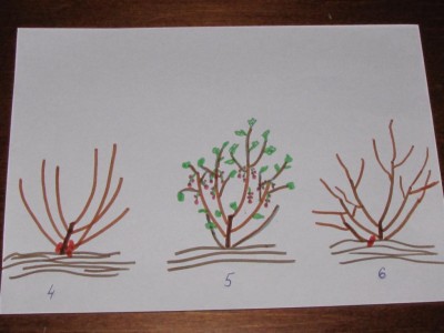 IMG_1330.JPG (63.86 KiB) Osservato 696 volte IMG_1330.JPG