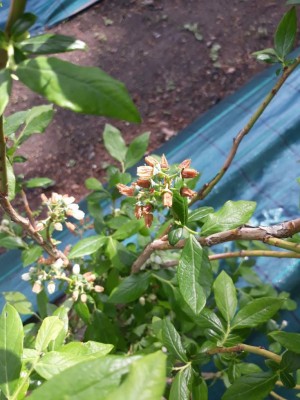 8328930c-7fcd-4a46-abc6-f47f41c1be00.jpg (101.48 KiB) Osservato 1252 volte 8328930c-7fcd-4a46-abc6-f47f41c1be00.jpg