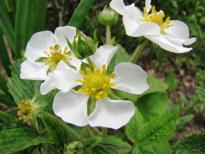 Fragaria moschata Capron Royal.jpg (81.66 KiB) Osservato 973 volte Fragaria moschata Capron Royal.jpg