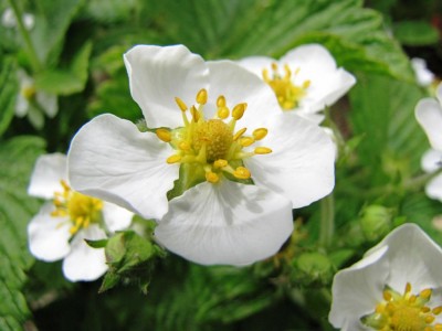 Fragaria moschata Capron Framboisé.jpg (66.01 KiB) Osservato 973 volte Fragaria moschata Capron Framboisé.jpg
