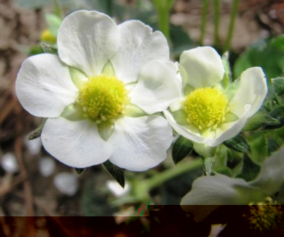 Fragaria ananassa Mieze Schindler.jpg (71.45 KiB) Osservato 972 volte Fragaria ananassa Mieze Schindler.jpg