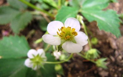 Fragaria virginiana Jerome.jpg (52.75 KiB) Osservato 967 volte Fragaria virginiana Jerome.jpg