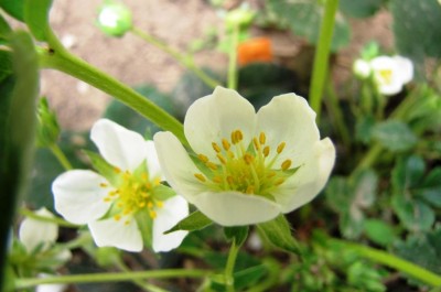 Fragaria virginiana Weibe Lobnitzer.jpg (60.25 KiB) Osservato 967 volte Fragaria virginiana Weibe Lobnitzer.jpg