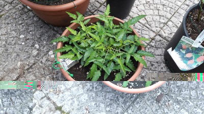 Rubus xanthocarpus01.jpg (303.9 KiB) Osservato 1432 volte Rubus xanthocarpus01.jpg