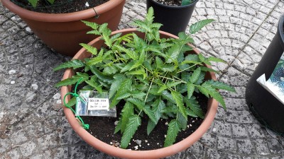 Rubus xanthocarpus02.jpg (289.65 KiB) Osservato 1432 volte Rubus xanthocarpus02.jpg