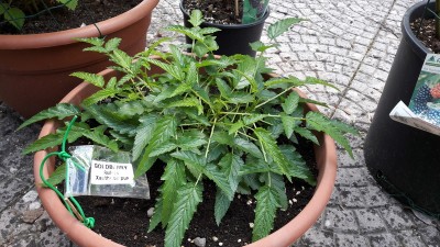 Rubus xanthocarpus03.jpg (280.71 KiB) Osservato 1432 volte Rubus xanthocarpus03.jpg