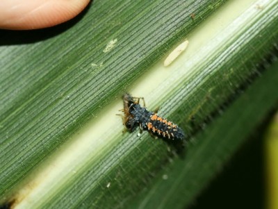 larva coccinella attacco.JPG