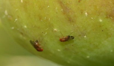 rz-Drosophila suzukii - maschio e femmina .JPG