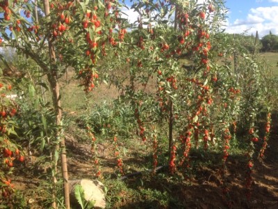 IMG_1218.JPG (208.82 KiB) Osservato 1014 volte IMG_1218.JPG