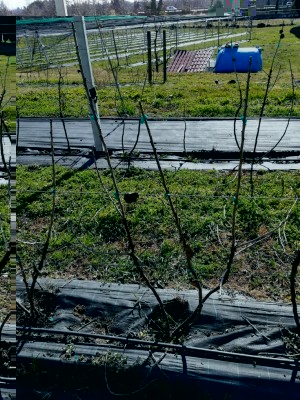 IMG_20190223_122731.jpg (257.33 KiB) Osservato 800 volte IMG_20190223_122731.jpg