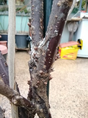 IMG_20190228_152458.jpg (105.41 KiB) Osservato 761 volte IMG_20190228_152458.jpg