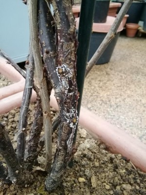 IMG_20190228_152433.jpg (125.32 KiB) Osservato 761 volte IMG_20190228_152433.jpg