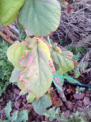 IMG_20190511_191019.jpg (145.28 KiB) Osservato 728 volte IMG_20190511_191019.jpg