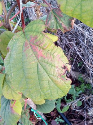 IMG_20190511_191033.jpg (127.71 KiB) Osservato 728 volte IMG_20190511_191033.jpg