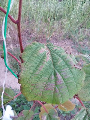 IMG_20190511_191121.jpg (119.64 KiB) Osservato 766 volte IMG_20190511_191121.jpg