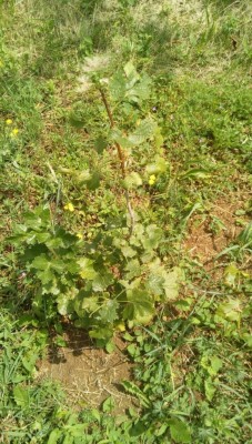 ribes (1).jpeg (164.75 KiB) Osservato 974 volte ribes (1).jpeg
