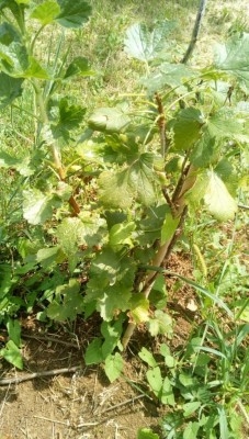 ribes (2).jpeg (143.98 KiB) Osservato 829 volte ribes (2).jpeg