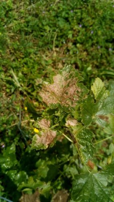 ribes (3).jpeg (87.07 KiB) Osservato 829 volte ribes (3).jpeg