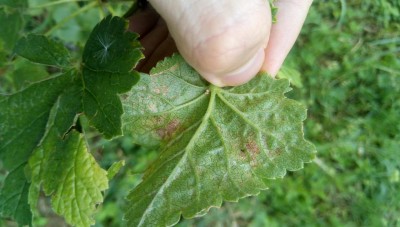 IMG_20190711_163924.jpg (78.32 KiB) Osservato 797 volte IMG_20190711_163924.jpg