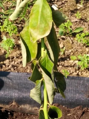 IMG_20190827_115032.jpg (129.72 KiB) Osservato 1536 volte IMG_20190827_115032.jpg