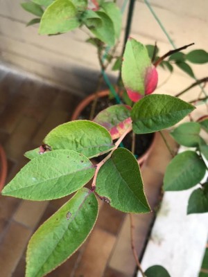 WhatsApp Image 2019-10-27 at 16.45.43.jpeg (70.72 KiB) Osservato 741 volte WhatsApp Image 2019-10-27 at 16.45.43.jpeg