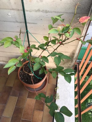 WhatsApp Image 2019-10-27 at 16.45.42.jpeg (122.05 KiB) Osservato 741 volte WhatsApp Image 2019-10-27 at 16.45.42.jpeg