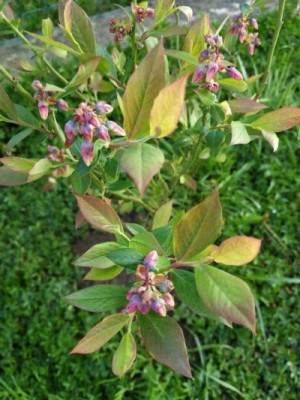 mirtillo cooper 2020.04.07 ridimensionata.jpeg (85.81 KiB) Osservato 812 volte mirtillo cooper 2020.04.07 ridimensionata.jpeg