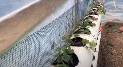 45333D0B-C3E6-4D29-90DC-18393CBA21A5.jpeg (92.47 KiB) Osservato 1022 volte 45333D0B-C3E6-4D29-90DC-18393CBA21A5.jpeg