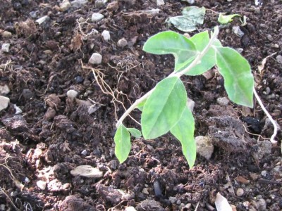 IMG_9755.JPG (163.83 KiB) Osservato 975 volte IMG_9755.JPG