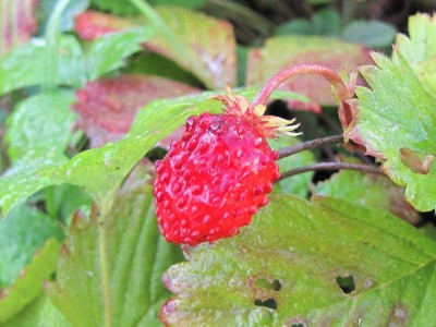 IMG_9771.JPG (93.5 KiB) Osservato 945 volte IMG_9771.JPG