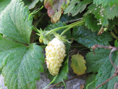 IMG_9774.JPG (134.9 KiB) Osservato 945 volte IMG_9774.JPG