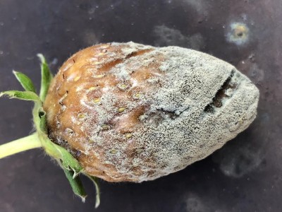 IMG_2382.JPG (123.8 KiB) Osservato 564 volte IMG_2382.JPG