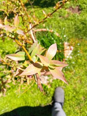 IMG_20210331_125516.jpg (104.21 KiB) Osservato 906 volte IMG_20210331_125516.jpg