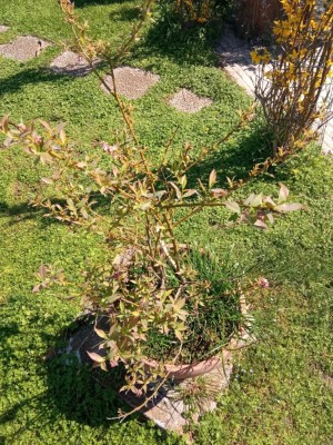 IMG_20210331_125513.jpg (269.08 KiB) Osservato 905 volte IMG_20210331_125513.jpg