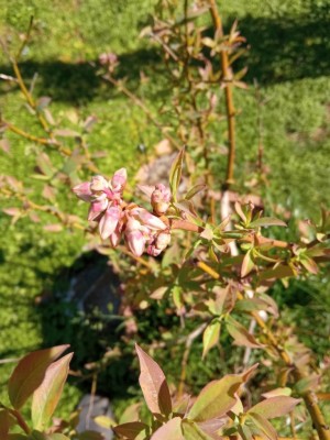 IMG_20210331_125520.jpg (103.68 KiB) Osservato 905 volte IMG_20210331_125520.jpg