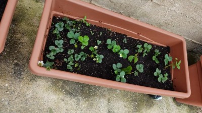 IMG-20210407-WA0024.jpg (109.98 KiB) Osservato 792 volte IMG-20210407-WA0024.jpg