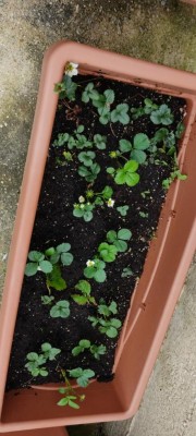 Screenshot_2021-04-11-15-33-16-531_com.miui.gallery.jpg (82.18 KiB) Osservato 792 volte Screenshot_2021-04-11-15-33-16-531_com.miui.gallery.jpg