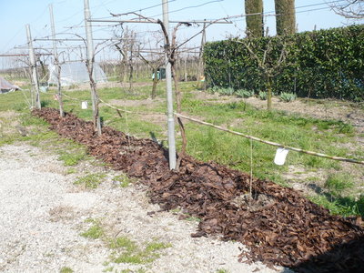 avevo dei sacchi di foglie secche che non mi ci stavano nella compostiera e le ho messe come paciamatura / P1010428.JPG P1010428.JPG