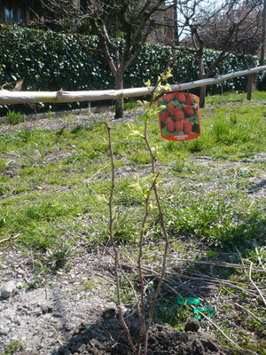 P1010427.JPG (297.07 KiB) Osservato 5789 volte P1010427.JPG