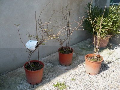 P1010426.JPG (268.3 KiB) Osservato 5789 volte P1010426.JPG